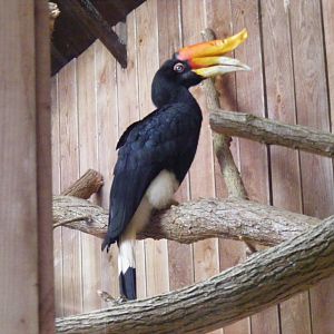 Rhinoceros hornbill at Colchester Zoo, 17 September 2010