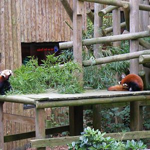 Lushan and An An the red pandas at Colchester Zoo, 17 September 2010