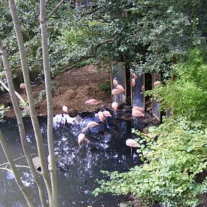 Chilean flamingoes at Colchester Zoo, 17 September 2010