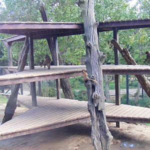 Gelada baboons at Colchester Zoo, 17 September 2010