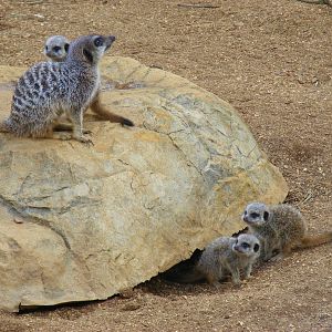 Meerkats at Colchester Zoo, 17 September 2010