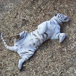 Sasha the Bengal tiger at Colchester Zoo, 17 September 2010
