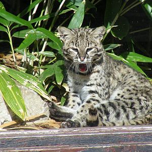 Geoffroy's cat at Colchester Zoo, 17 September 2010