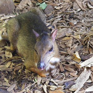 Lesser Malayan chevrotain at Colchester Zoo, 17 September 2010