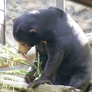 Srey Ya the Malayan sun bear at Colchester Zoo, 17 September 2010