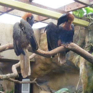 Rufous hornbills at Colchester Zoo, 17 September 2010