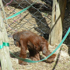 Tiga the Bornean orangutan at Colchester Zoo, 17 September 2010