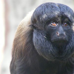 Red-backed saki monkey at Colchester Zoo, 17 September 2010