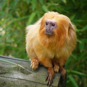 Golden lion tamarin at Colchester Zoo, 17 September 2010