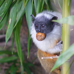 Pied tamarin at Colchester Zoo, 17 September 2010