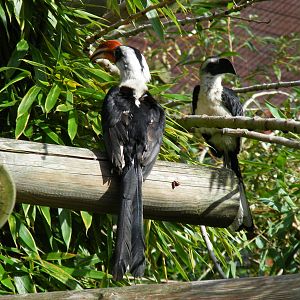 Von der Decken's hornbills at Colchester Zoo, 17 September 2010
