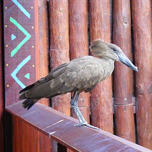 Hammerkop at Colchester Zoo, 17 September 2010