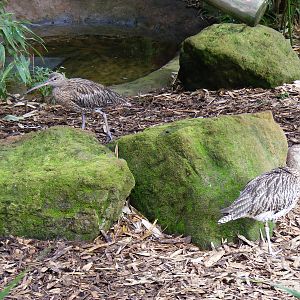 Eurasian curlews at Colchester Zoo, 17 September 2010