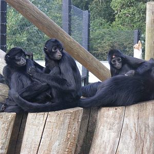 Columbian black spider monkeys at Colchester Zoo, 17 September 2010