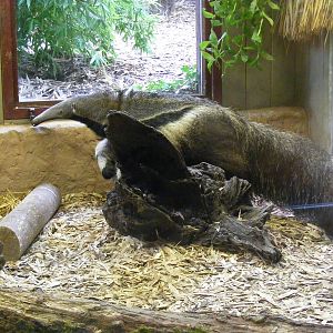 Giant anteater at Colchester Zoo, 17 September 2010
