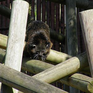 Sunti the binturong at Colchester Zoo, 17 September 2010
