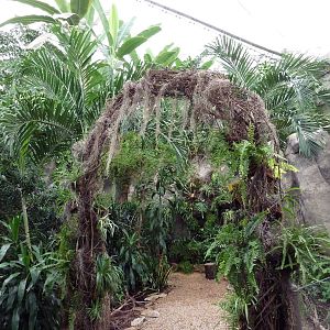 African Pavilion - Tropical Plants But Zero Animals