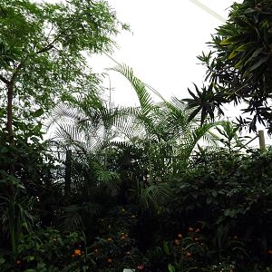 African Pavilion - Tropical Plants But Zero Animals