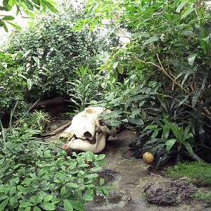African Pavilion - Tropical Plants But Zero Animals