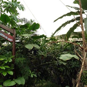 African Pavilion - Tropical Plants But Zero Animals