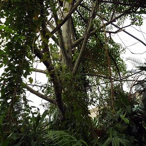 African Pavilion - Tropical Plants But Zero Animals