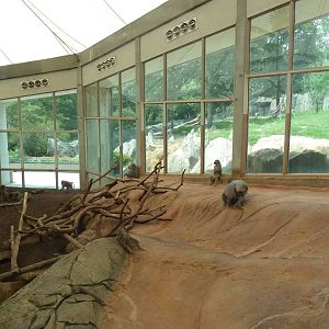 Hamadryas Baboon Indoor Exhibit