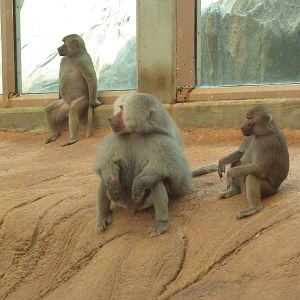 Hamadryas Baboons