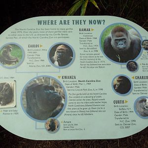 Gorilla Exhibit - Signage