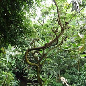 Forest Aviary - 35 Bird Species