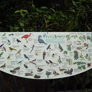 Forest Aviary - 35 Bird Species