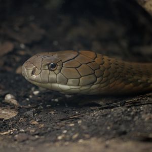 King cobra