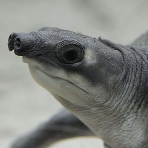 Pig-nosed turtle