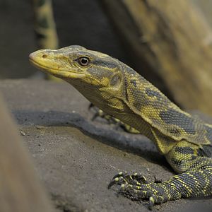 Mindanao water monitor (1)