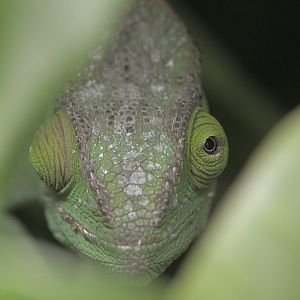 Parsons chameleon