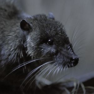 Australian water rat (2)