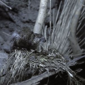 Australian water rat (1)