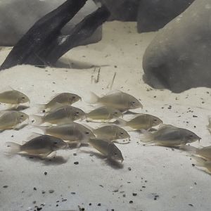 Emerald catfish shoal