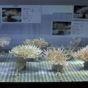 Stony coral culture