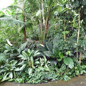 Forest Aviary - 35 Bird Species