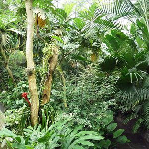 Forest Aviary - 35 Bird Species