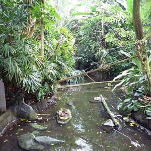 Forest Aviary - 35 Bird Species