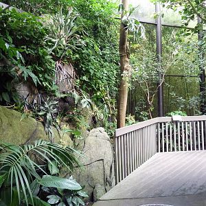 Forest Aviary - 35 Bird Species