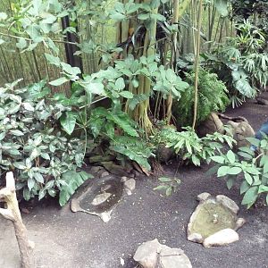 Forest Aviary - 35 Bird Species