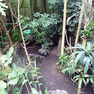 Forest Aviary - 35 Bird Species