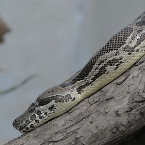 Dumerils ground boa