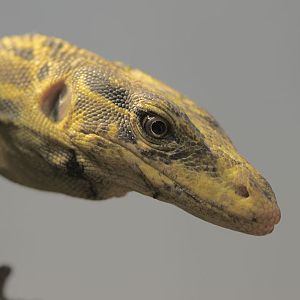 Mindanao water monitor (2)