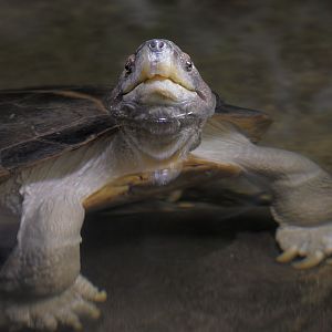 Giant Asian pond turtle.