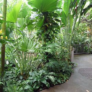 Forest Aviary - 35 Bird Species