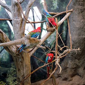Discovery Barn-Scarlet Macaws