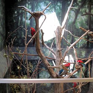 Discovery Barn-Scarlet Macaws